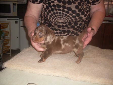 Chocolate dapple Miniature Dachshund Puppy