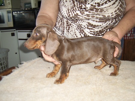 Chocolate male Miniature Dachshund Puppy
